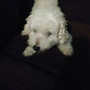 Meet your Posher, Olga